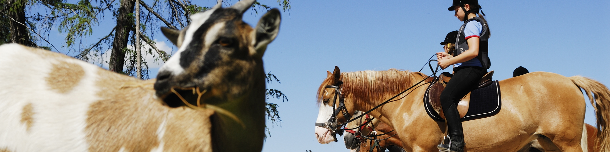 Vacances à cheval