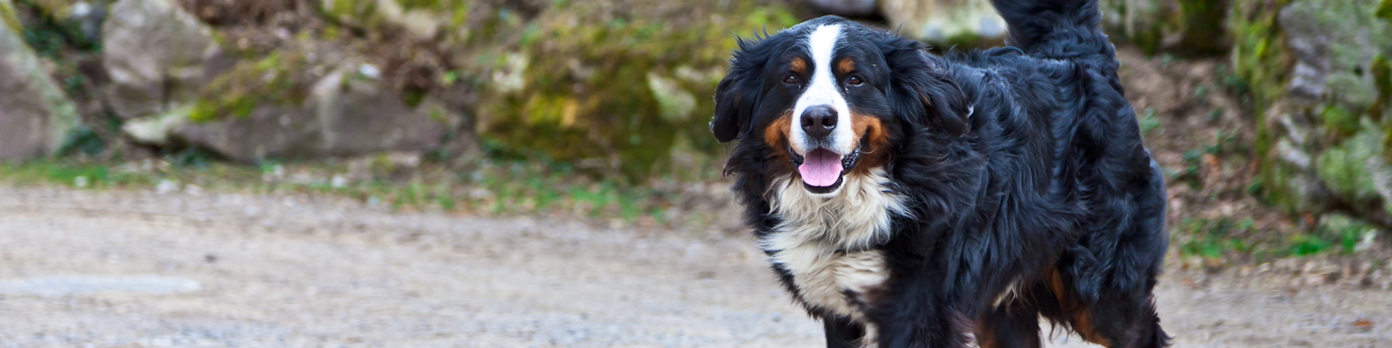 Pets allowed - Dog on a farm